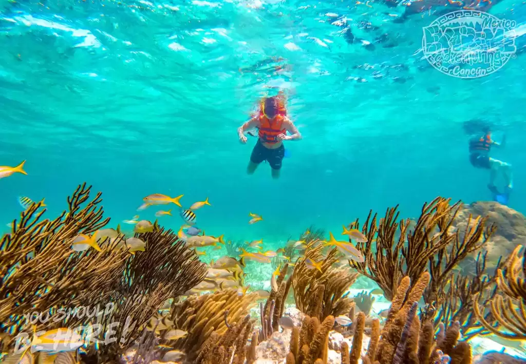 Snorkel tours in cancun and puerto morelos