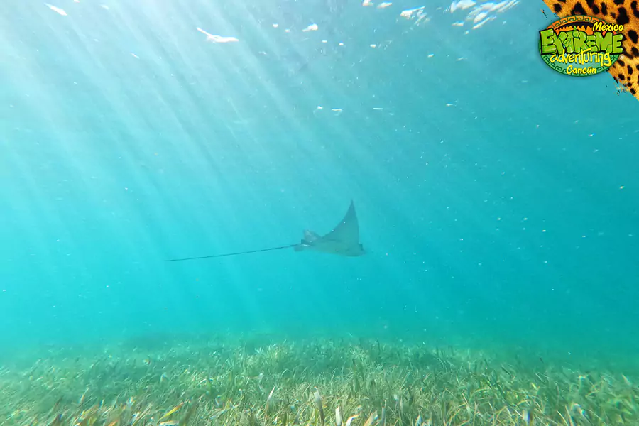 snorkeling-in-mexico-manta-ray-encounter-in-puerto-morelos-near-cancun