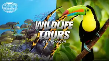 wildlife-tour-near-me-in-cancun