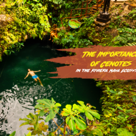 Cenotes In The Riviera Maya: The Importance of Cenotes in the Riviera Maya Ecosy