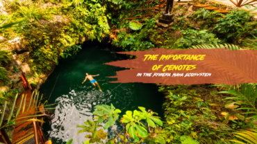 Cenotes Riviera Maya: The Importance of Cenotes in the Riviera Maya Ecosy